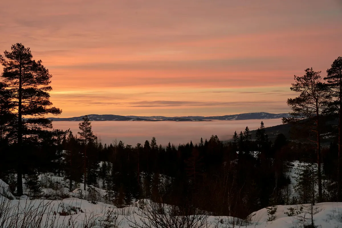 A Nordic boreal forest in winter